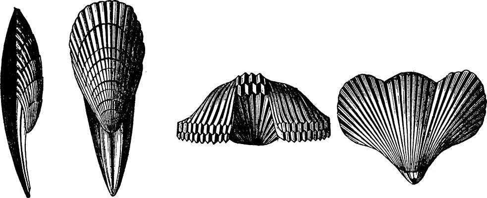EPS 해외이미지 동물 일러스트 자연 미술 검은색 수확 골동품 껍질 흰색 역사 그림 생물학 화석 고생물 판화 멸종 내추럴 기간 옛날 해외202004 해외일러스트 교육 컬러 농업 문화예술 생물 생태계 파일형식 벡터 이미지허브