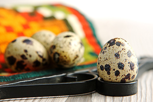 포토 JPG 해외이미지 전통 계절 문화 음식 백그라운드 다이어트 재료 자연 조류 휴가 부활절 건강 요리 이벤트 사람없음 장식 수건 농장 갈색 계란 저녁식사 봄 껍질 축하 신선 그룹 아침식사 유기농 내추럴 점심식사 단백질 메추리 생식 해외202004 해외포토 동물 웰빙 기념일 컬러 컨셉 농업 위생용품 알 식사 생태계 영양소 파일형식 이미지허브