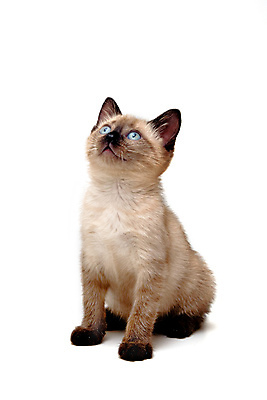 포토 JPG 해외이미지 동물 길 얼굴 가정 포옹 수염 털 앉기 사람없음 반려동물 고양이 표현 아기 모피 호기심 귀 부드러움 수의사 고립 관심 셀프 동정 해외202004 해외포토 감정 컨셉 포유류 안기 모션 사람 신체부위 의사 감각 파일형식 이미지허브