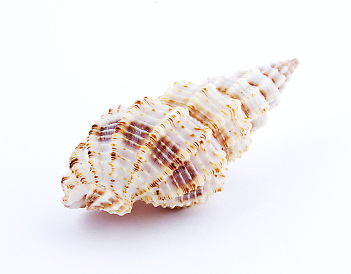 포토 JPG 해외이미지 모양 동물 1 디자인 야생동물 바다 백그라운드 자연 조개 생물 연체동물 나선형 갑각류 사람없음 장식 물 갈색 스파 젖음 껍질 흰색 닫기 소라 자르기 오브젝트 싱글 기념품 선사시대 원시시대 고립 칼슘 해외202004 해외포토 자연요소 컬러 무늬 모션 어패류 무척추동물 역사 생태계 파일형식 이미지허브