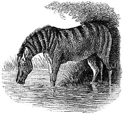 EPS 해외이미지 동물 척추동물 일러스트 포유류 교통시설 미술 검은색 수확 골동품 흰색 당기기 인쇄 그림 판화 당나귀 멸종위기동물 잭 잡종 적재 망아지 매머드 기르기 옛날 해외202004 해외일러스트 새끼 컬러 교통 농업 모션 문화예술 말_동물 시설 돌봄 파일형식 벡터 멸종위기종 이미지허브