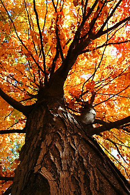 포토 JPG 해외이미지 나무 응시 백그라운드 잎 오렌지 자연 하늘 사람없음 파란색 노란색 덮개 가을 나뭇가지 큼 자작나무 해외202004 해외포토 식물 시선 계절 컬러 과일 뚜껑 크기 생태계 파일형식 이미지허브