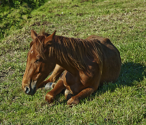 포토 JPG 해외이미지 사람없음 친구 승차 로데오 라이더 해외202004 해외포토 관계 모션 파일형식 이미지허브