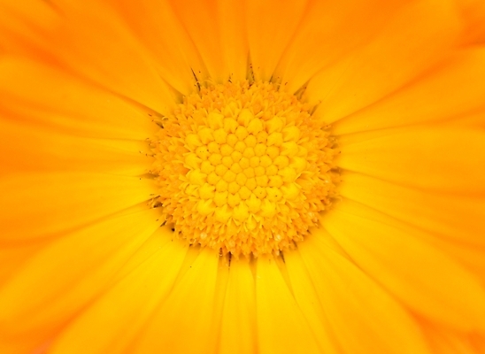 포토 JPG 해외이미지 식물 꽃잎 꽃 백그라운드 꽃무늬 오렌지 자연 사람없음 장식 컬러풀 노란색 머리 벚꽃 개화 떨어짐 묘사 거베라 내추럴 해외202004 해외포토 컬러 컨셉 무늬 과일 신체부위 생태계 파일형식 이미지허브