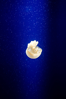 포토 JPG 해외이미지 한마리 사람없음 바닷속 수중동물 자포동물 해파리 해외202004 해외포토 동물 1 수중 파일형식 이미지허브