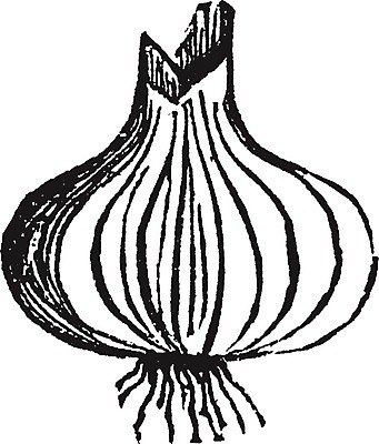 EPS 해외이미지 선 잎 채소 일러스트 양파 미술 검은색 수확 흰색 원형 그림 판화 해외202004 해외일러스트 도형 식물 컬러 농업 문화예술 파일형식 벡터 이미지허브