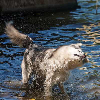 포토 JPG 해외이미지 동물 응시 여자 호수 장난 포유류 자연 놀이 털 사람없음 야외 물 여름 반려동물 강 머리 검은색 흰색 신선 황무지 개 강아지 모피 육식동물 분무기 늑대 송곳니 내추럴 기르기 동반자 시베리아 유래 해외202004 해외포토 자연요소 시선 계절 컬러 사람 신체부위 치아 생태계 돌봄 파일형식 이미지허브
