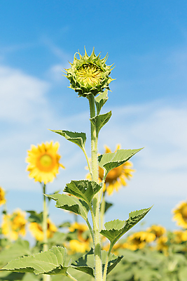 포토 JPG 해외이미지 식물 외관 계절 꽃잎 꽃 줄기 잎 꽃무늬 밭 농업 자연 하늘 해바라기 씨앗 풍경 사람없음 야외 초록색 여름 파란색 햇빛 태양 성장 벚꽃 시골 개화 닫기 땅 내추럴 카피스페이스 해외202004 해외포토 자연요소 산업 컬러 무늬 모션 공백 생태계 파일형식 이미지허브