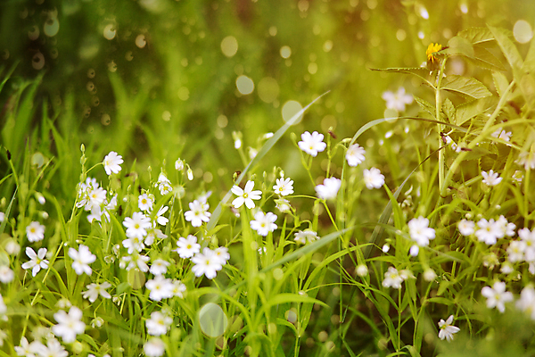 포토 JPG 해외이미지 식물 계절 꽃 백그라운드 잎 꽃무늬 패턴 밭 자연 풍경 잔디 사람없음 야외 초록색 여름 환경 정원 맑음 봄 성장 벚꽃 흰색 시골 신선 질감 내추럴 해외202004 해외포토 컬러 무늬 농업 날씨 생태계 파일형식 이미지허브