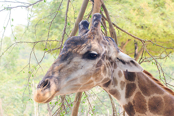 포토 JPG 해외이미지 동물 공원 여자 얼굴 야생동물 패턴 포유류 아프리카 자연 하늘 초식동물 풍경 사람없음 야외 여름 파란색 빛 환경 일몰 큼 먹기 기린 사파리 케냐 나미비아 사바나 해외202004 해외포토 계절 공공시설 나라 컬러 무늬 모션 사람 신체부위 노을 크기 생태계 남아프리카 파일형식 이미지허브