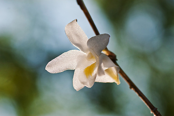 포토 JPG 해외이미지 식물 라이프스타일 공원 꽃잎 꽃 줄기 분홍색 백그라운드 잎 꽃무늬 자연 건강 선물 사람없음 장식 빨간색 초록색 여름 세트 약 노란색 보라색 검은색 스파 어둠 회색 벚꽃 바위 흰색 나뭇가지 축하 신선 난초 닫기 대나무 오브젝트 장면 내추럴 고립 이국적 해외202004 해외포토 나무 계절 공공시설 컬러 컨셉 무늬 의학 모션 생활 돌_바위 생태계 파일형식 이미지허브