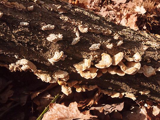 포토 JPG 해외이미지 나무 식물 계절 백그라운드 패턴 자연 선반 이끼 사람없음 야외 목재 초록색 여름 갈색 환경 버섯 성장 껍질 가을 흰색 숲 나무껍질 내추럴 기생충 곰팡이 삼림지대 썩음 옛날 해외202004 해외포토 컬러 가구 무늬 재료 바이러스 생태계 파일형식 이미지허브