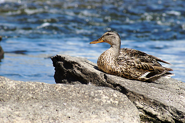포토 JPG 해외이미지 주간 동물 1 여자 야생동물 자연 조류 휴식 오리 성인 사람없음 야외 가로 물 강 햇빛 태양 갈색 머리 개울 깃털 싱글 부리 암초 물새 청둥오리 내추럴 암탉 혼자 해외202004 해외포토 자연요소 컬러 컨셉 사람 신체부위 닭 암컷 생태계 파일형식 이미지허브