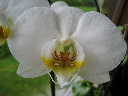 포토 JPG 해외이미지 나무 꽃 잎 사람없음 초록색 여름 봄 게 바위 흰색 하트 아스팔트 나무껍질 해외202004 해외포토 모양 식물 계절 도로 컬러 갑각류 껍질 돌_바위 파일형식 이미지허브