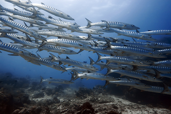 포토 JPG 해외이미지 동물 1 스포츠 바다 백그라운드 학교 자연 이집트 어류 사람없음 야외 물 바닷속 수중 수영 스노클링 산호 위험 작음 인도인 엿보기 다이빙 암초 제비 깊이 많음 해외202004 해외포토 자연요소 외국인 교육 컨셉 모션 아프리카 조류 동양인 수중동물 수상스포츠 자포동물 크기 생태계 수중스포츠 파일형식 이미지허브