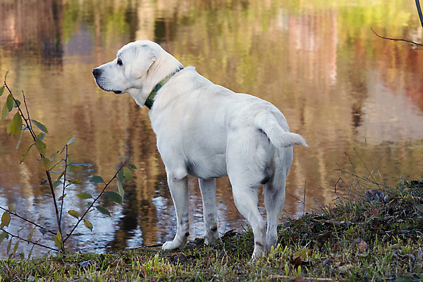 포토 JPG 해외이미지 서기 사람없음 반려동물 강 개 리트리버 래브라도리트리버 유래 해외202004 해외포토 동물 포유류 모션 파일형식 이미지허브