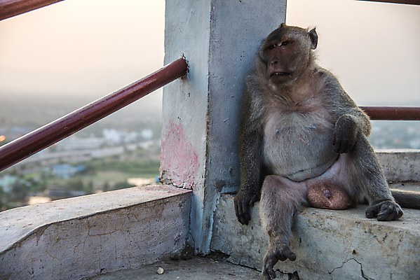 포토 JPG 해외이미지 동물 아시아 얼굴 야생동물 포유류 태국 자연 털 앉기 동양인 사람없음 원숭이 숲 해외202004 해외포토 나라 모션 인종 신체부위 생태계 파일형식 이미지허브