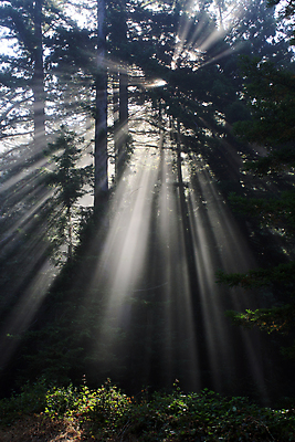 포토 JPG 해외이미지 나무 식물 공원 줄기 잎 자연 풍경 사람없음 초록색 여름 빛 태양 새벽 안개 광선 나뭇가지 성 숲 해외202004 해외포토 자연요소 건축물 계절 공공시설 컬러 날씨 생태계 파일형식 이미지허브