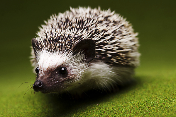 포토 JPG 해외이미지 동물 한마리 근접촬영 사람없음 고슴도치 해외202004 해외포토 1 뷰포인트 포유류 파일형식 이미지허브