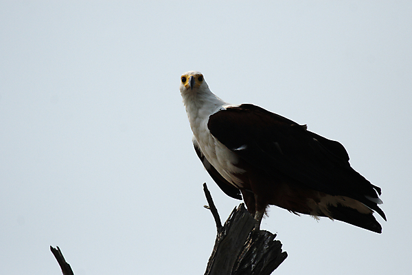포토 JPG 해외이미지 나무 야생동물 아프리카 자연 조류 앉기 사람없음 갈색 노란색 힘 흰색 나뭇가지 큼 깃털 부리 독수리 계산서 보츠와나 힘찬 해외202004 해외포토 식물 동물 나라 컬러 컨셉 모션 크기 생태계 파일형식 이미지허브