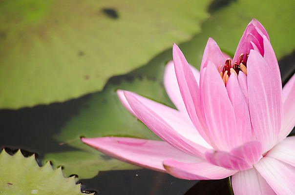 포토 JPG 해외이미지 식물 꽃잎 꽃 분홍색 잎 꽃무늬 자연 사람없음 초록색 여름 컬러풀 봄 벚꽃 내추럴 해외202004 해외포토 계절 컬러 무늬 생태계 파일형식 이미지허브