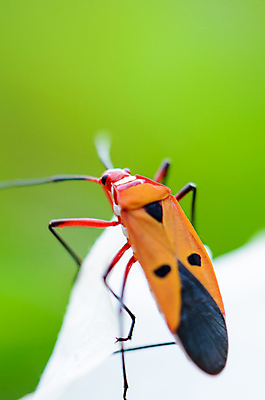 포토 JPG 해외이미지 동물 1 남자 꽃잎 꽃 야생동물 곤충 잎 절지류 오렌지 태국 자연 사람없음 빨간색 초록색 여름 컬러풀 노란색 검은색 활발 흰색 점 닫기 해충 벌레 작음 묘사 싱글 내추럴 강렬 동물상 해외202004 해외포토 식물 계절 아시아 컬러 컨셉 과일 모션 사람 조형물 크기 생태계 파일형식 이미지허브