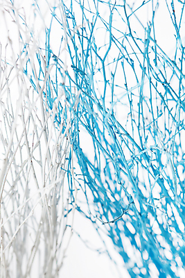 포토 JPG 해외이미지 나무 식물 디자인 계절 실루엣 줄기 백그라운드 크리스마스 겨울 자연 날씨 휴가 새로움 미술 풍경 사람없음 파란색 환경 침묵 추위 흰색 나뭇가지 고독 숲 12월 연도 서리 조경 장면 북쪽 자작나무 1월 벌거벗은 부족함 해외202004 해외포토 기념일 감정 컬러 컨셉 문화예술 촬영기법 소리 날짜 방향 생태계 파일형식 이미지허브