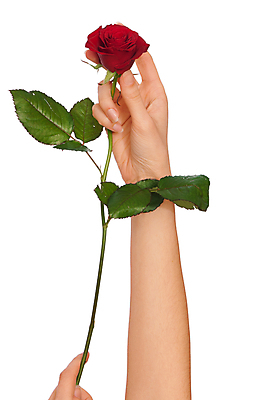 포토 JPG 해외이미지 식물 1 손 여자 꽃잎 꽃 꽃무늬 가족 자연 부활절 사랑 사람 사람없음 빨간색 초록색 장미 봄 흰색 잡기 개화 배열 눈물 싱글 아로마 내추럴 고립 미신 해외202004 해외포토 계절 기념일 감정 컬러 무늬 관계 모션 신체부위 생태계 파일형식 이미지허브