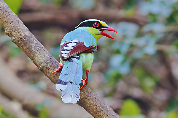 포토 JPG 해외이미지 나무 동물 여자 남자 아시아 얼굴 야생동물 백그라운드 날개 태국 자연 조류 사람없음 야외 목재 가로 초록색 컬러풀 머리 환경 나뭇가지 막대기 닫기 숲 엉덩이 깃털 꼬리 부리 서식지 생태학 해외202004 해외포토 식물 교육 나라 컬러 재료 모션 사람 신체부위 생태계 파일형식 이미지허브