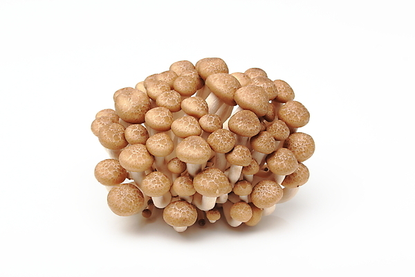 포토 JPG 해외이미지 음식 백그라운드 동양인 사람없음 갈색 버섯 흰색 그룹 유기농 흙더미 고립 식용 이국적 해외202004 해외포토 웰빙 컬러 인종 흙 파일형식 더미 이미지허브