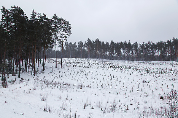 포토 JPG 해외이미지 나무 계절 겨울 자연 하늘 파노라마 풍경 사람없음 야외 파란색 빛 우주 냉동 얼음 침묵 추위 흰색 황무지 숲 서리 장면 지역 1월 해외202004 해외포토 자연요소 식물 컬러 촬영기법 소리 날짜 생태계 파일형식 이미지허브