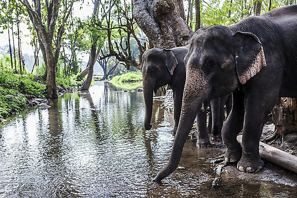 포토 JPG 해외이미지 나무 동물 여자 아시아 야생동물 잎 포유류 태국 자연 초식동물 코끼리 종류 동양인 사람없음 야외 초록색 힘 자유 숲 큼 사파리 멸종 내추럴 해외202004 해외포토 식물 나라 컬러 컨셉 사람 인종 크기 생태계 파일형식 이미지허브