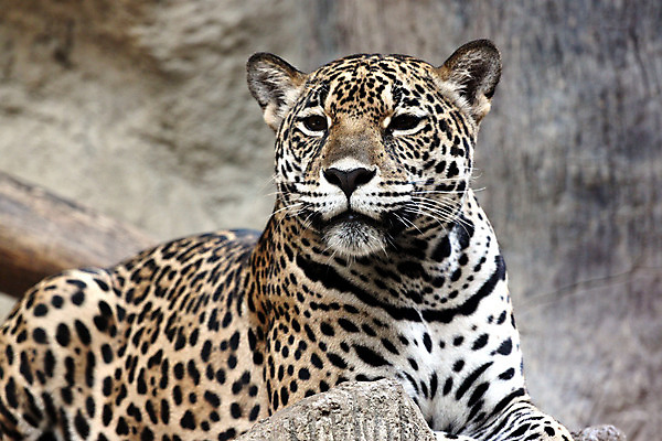 포토 JPG 해외이미지 동물 응시 야생동물 패턴 오렌지 포유류 털 사람없음 옆모습 검은색 흰색 위험 큼 모피 집중 손목시계 육식동물 사자자리 표범 노려봄 리갈 해외202004 해외포토 시선 뷰포인트 시계 컬러 컨셉 무늬 과일 장신구 표정 별자리 크기 파일형식 이미지허브