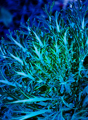 포토 JPG 해외이미지 모양 식물 디자인 계절 꽃 음식 백그라운드 잎 패턴 채소 자연 사람없음 야외 장식 초록색 정원 성장 가을 흰색 개화 질감 양배추 해외202004 해외포토 컬러 무늬 생태계 파일형식 이미지허브