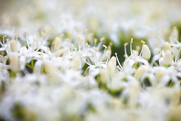 포토 JPG 해외이미지 나무 식물 공원 열매 꽃잎 꽃 백그라운드 자연 사람없음 야외 장식 머리 정원 힘 봄 벚꽃 흰색 나뭇가지 신선 개화 체리 숲 수분 발사 관목 원예 꽃가루 꽃수술 세련 해외202004 해외포토 계절 공공시설 컬러 과일 취미 신체부위 가루 생태계 파일형식 이미지허브