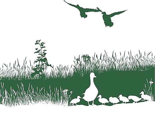 EPS 해외이미지 꽃 백그라운드 일러스트 가족 자연 조류 엄마 오리 미술 청둥오리 고립 해외202004 해외일러스트 식물 동물 관계 문화예술 생태계 파일형식 벡터 이미지허브