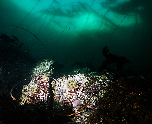포토 JPG 해외이미지 라이프스타일 스포츠 바다 여행 백그라운드 캐나다 자연 표면 휴가 어류 가면 사람 사람없음 물 여름 파란색 햇빛 수중 수영 시간 스노클링 산호 아래 다이빙 암초 깊이 벤쿠버 해외202004 해외포토 자연요소 계절 컬러 북아메리카 생활 태양 수중동물 수상스포츠 자포동물 방향 생태계 위치 수중스포츠 파일형식 이미지허브