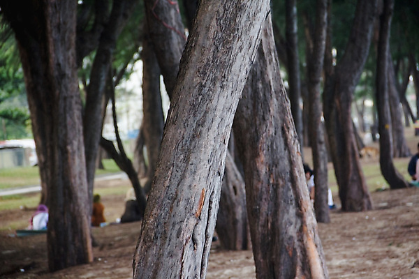 포토 JPG 해외이미지 나무 식물 구름 호수 모래 바다 여행 백그라운드 패턴 자연 하늘 추상 휴가 풍경 사람없음 야외 목재 여름 파란색 갈색 흰색 소나무 숲 질감 내추럴 옛날 해외202004 해외포토 자연요소 계절 컬러 무늬 재료 생태계 파일형식 이미지허브