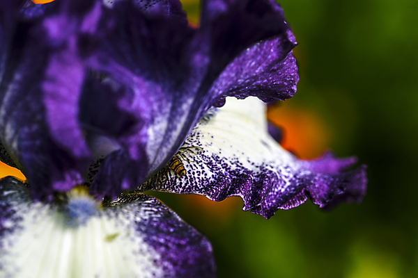 포토 JPG 해외이미지 식물 계절 꽃 꽃다발 잎 자연 날씨 휴식 사람없음 초록색 정원 보라색 화목 힘 봄 에너지 성장 시골 제비꽃 원예 정맥 해외202004 해외포토 컬러 컨셉 취미 생태계 혈관 파일형식 이미지허브