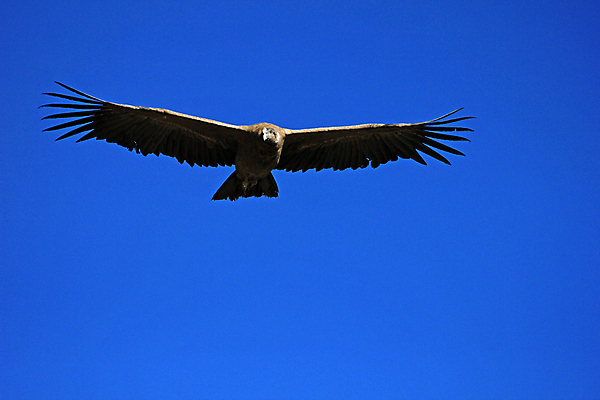 포토 JPG 해외이미지 남자 날개 자연 조류 하늘 풍경 사람없음 골짜기 검은색 미국 힘 자유 흰색 닫기 큼 먹이 깃털 육식동물 남쪽 발톱 페루 해외202004 해외포토 동물 컬러 컨셉 북아메리카 모션 발 사람 남아메리카 크기 방향 생태계 파일형식 이미지허브