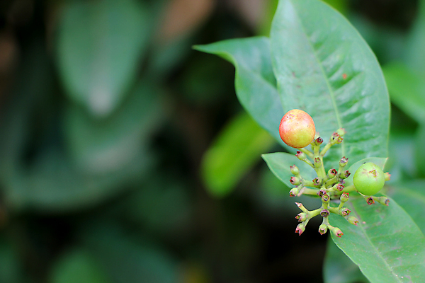 포토 JPG 해외이미지 식물 꽃잎 꽃 백그라운드 잎 꽃무늬 자연 씨앗 사람없음 빨간색 컬러풀 노란색 정원 벚꽃 신선 개화 작음 내추럴 제라늄 해외202004 해외포토 컬러 무늬 크기 생태계 파일형식 이미지허브