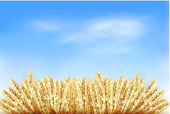 EPS 해외이미지 구름 템플릿 전통 디자인 계절 음식 빵 백그라운드 잎 밭 농업 일러스트 자연 하늘 건조 맥주 미술 씨앗 여름 농작물 태양 농장 노란색 라벨 수확 흰색 신선 황금 낟알 시리얼 밀 수집 심볼 오브젝트 사인 보리 귀 밀가루 밀짚 고립 밭일 엘리먼트 호밀 해외202004 해외일러스트 자연요소 식물 산업 컬러 문화예술 곡류 프레임 주류 신체부위 짚 가루 생태계 파일형식 벡터 이미지허브