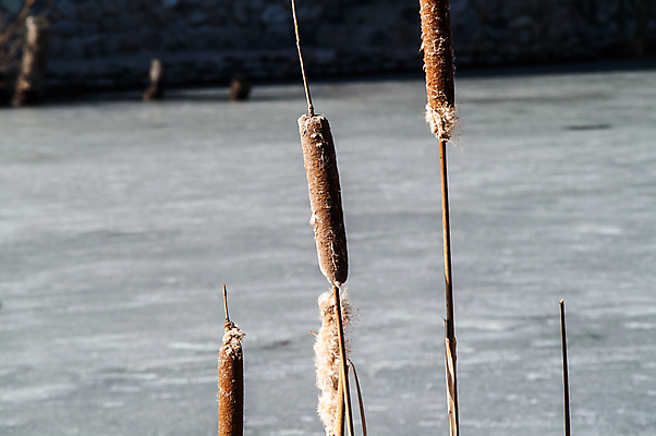 포토 JPG 해외이미지 식물 호수 야생동물 음식 줄기 백그라운드 잎 겨울 자연 지팡이 건조 갈대 씨앗 풍경 사람없음 야외 세로 초록색 물 파란색 갈색 얼음 추위 가을 연못 습지 큼 먼지 솜털 내추럴 반투명 변소 많음 해외202004 해외포토 자연요소 동물 계절 컬러 컨셉 크기 생태계 파일형식 이미지허브