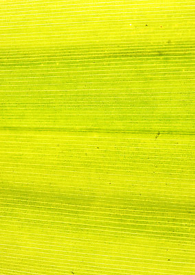 포토 JPG 해외이미지 나무 식물 줄기 백그라운드 잎 꽃무늬 패턴 자연 추상 사람없음 초록색 여름 빛 환경 정원 봄 활발 성장 가을 투명 칼날 순수 유기농 원예 질감 생물학 지역 정맥 내추럴 진행 개발 광합성 해외202004 해외포토 웰빙 계절 교육 꽃 컬러 컨셉 무늬 취미 생태계 혈관 파일형식 이미지허브