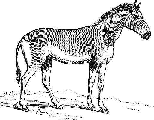 EPS 해외이미지 동물 야생동물 일러스트 초식동물 종류 미술 검은색 수확 골동품 성장 흰색 역사 그림 판화 당나귀 시리아 옛날 해외202004 해외일러스트 컬러 농업 중동 문화예술 말_동물 파일형식 벡터 이미지허브