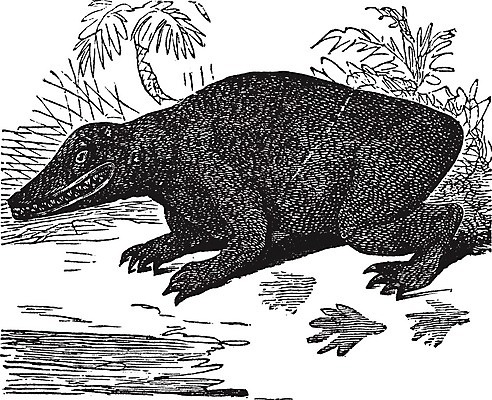 EPS 해외이미지 식물 동물 조각 일러스트 자연 생물 미술 야외 검은색 궁전 수확 골동품 흰색 역사 위험 크리스탈 그림 육식동물 고생물 판화 선사시대 고고학 몬스터 법정 복원 복제 옛날 회복 해외202004 해외일러스트 교육 컬러 컨셉 고건축 농업 문화예술 광석 생태계 파일형식 벡터 이미지허브