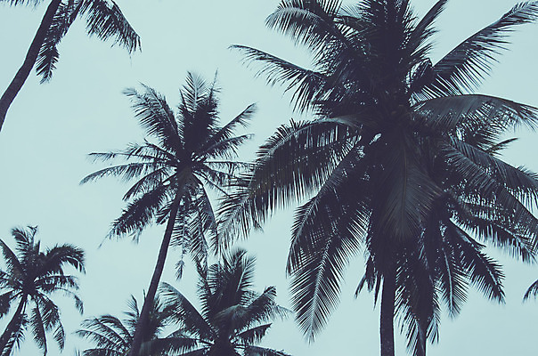 포토 JPG 해외이미지 나무 식물 모래 바다 여행 백그라운드 잎 자연 하늘 휴가 손바닥 풍경 사람없음 초록색 물 여름 파란색 태양 흰색 코코넛 이국적 해외202004 해외포토 자연요소 손 계절 컬러 과일 생태계 파일형식 이미지허브