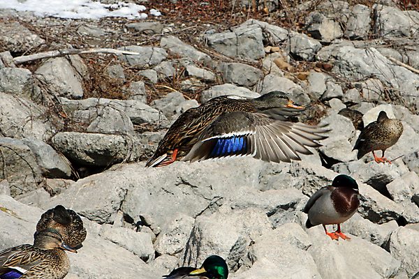 포토 JPG 해외이미지 동물 여자 남자 호수 야생동물 날개 자연 조류 휴식 오리 함께함 서기 앉기 사람없음 초록색 물 강 컬러풀 반사 수영 봄 흰색 아기 연못 달콤 깃털 싱글 부리 물새 청둥오리 계산서 내추럴 고립 잔물결 해외202004 해외포토 자연요소 계절 물결 컬러 컨셉 모션 사람 수상스포츠 맛 생태계 파일형식 이미지허브