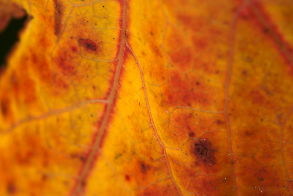 포토 JPG 해외이미지 식물 디자인 실루엣 선 백그라운드 잎 꽃무늬 패턴 오렌지 일러스트 자연 벽지 추상 프레임 사람없음 장식 빨간색 초록색 빛 노란색 정원 어둠 봄 활발 신선 숲 그늘 묘사 유기농 질감 슛 정맥 내추럴 강렬 광합성 해외202004 해외포토 웰빙 계절 꽃 컬러 컨셉 무늬 과일 촬영기법 생태계 혈관 파일형식 이미지허브