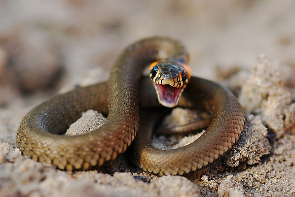 포토 JPG 해외이미지 사람없음 뱀 해외202004 해외포토 파충류 파일형식 이미지허브